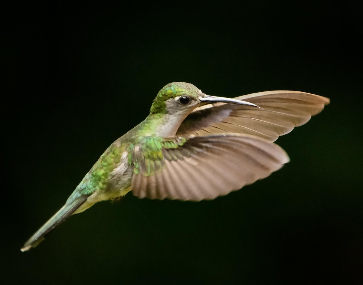kolibřík šedoprsý - ML295554521