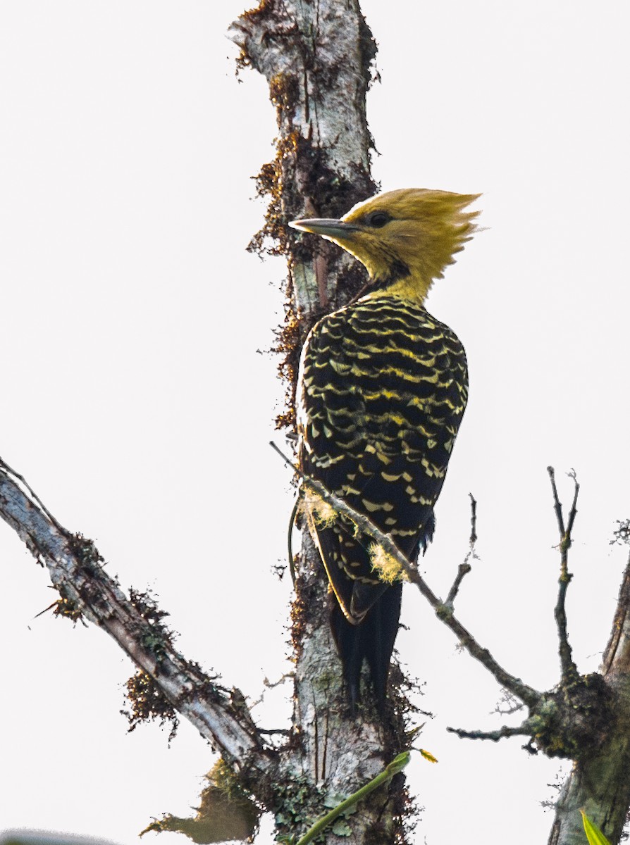 Blond-crested Woodpecker - Chuck Heikkinen
