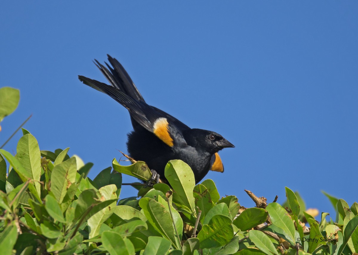 Tawny-shouldered Blackbird - Denny Swaby