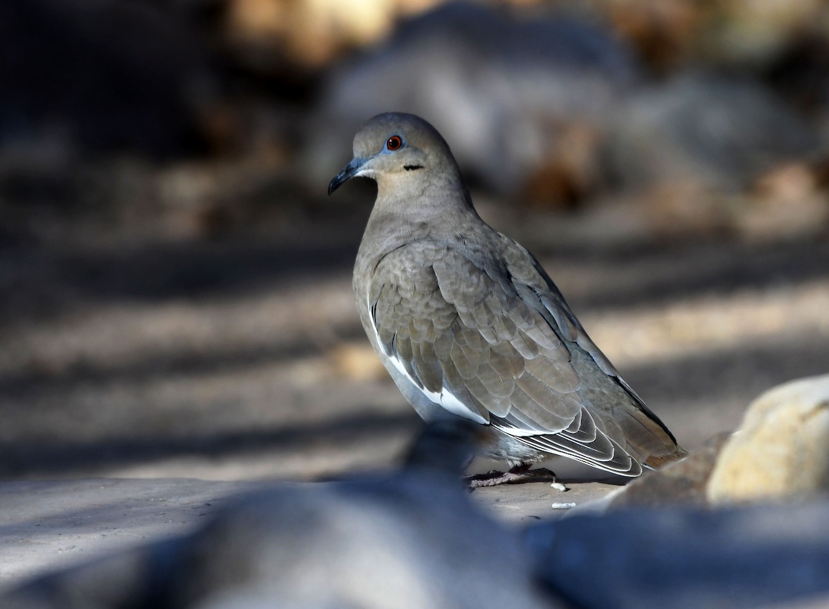 White-winged Dove - Jack  Bushong
