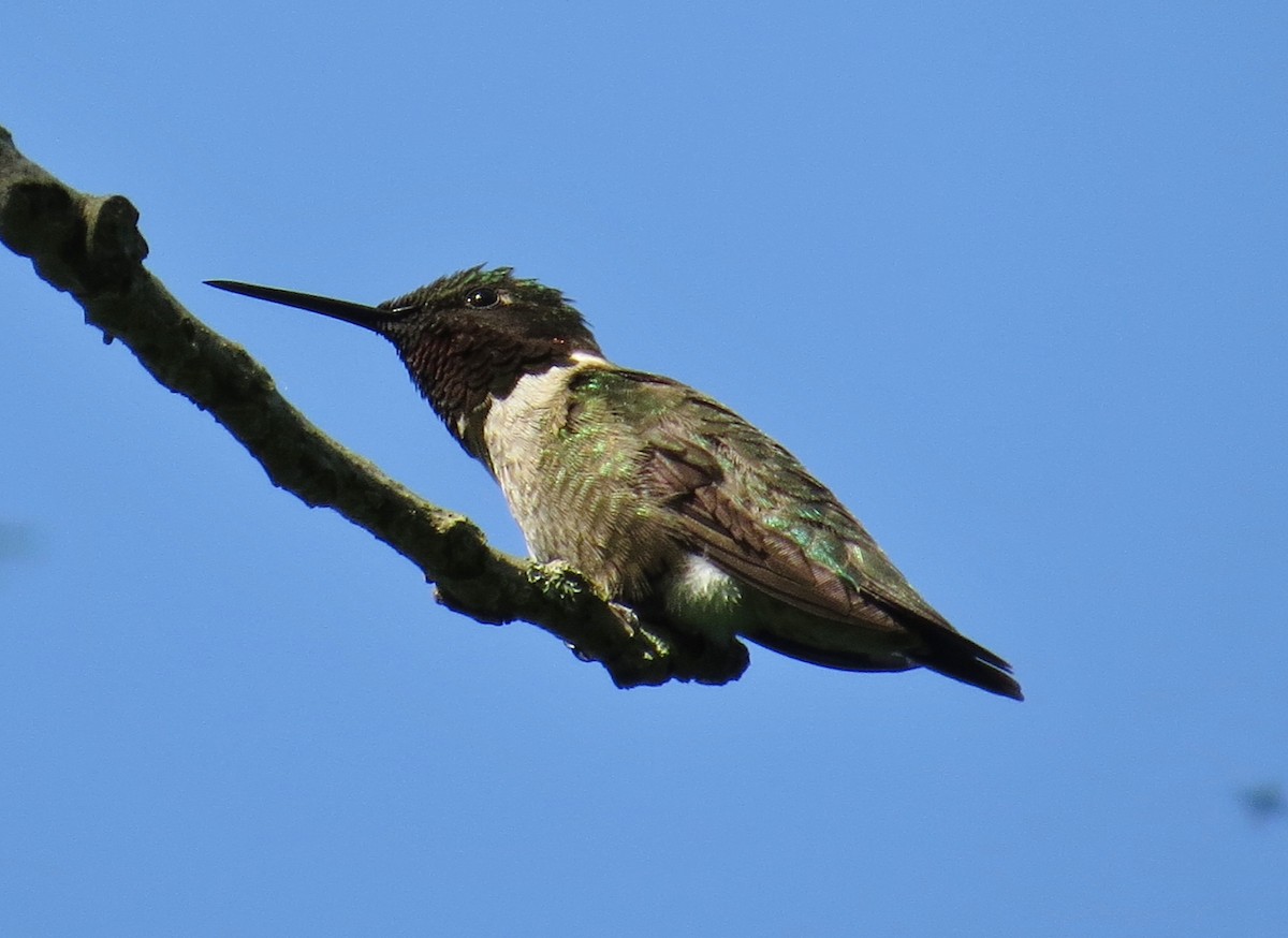 Ruby-throated Hummingbird - Howard West