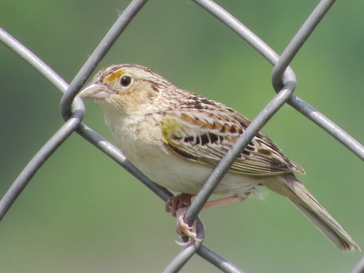 Grasshopper Sparrow - Don Clark