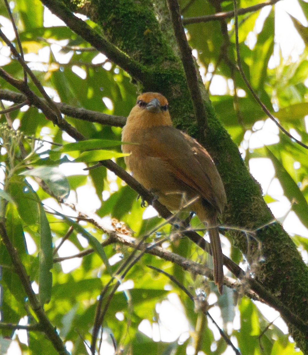 Brown Tanager - ML295566471