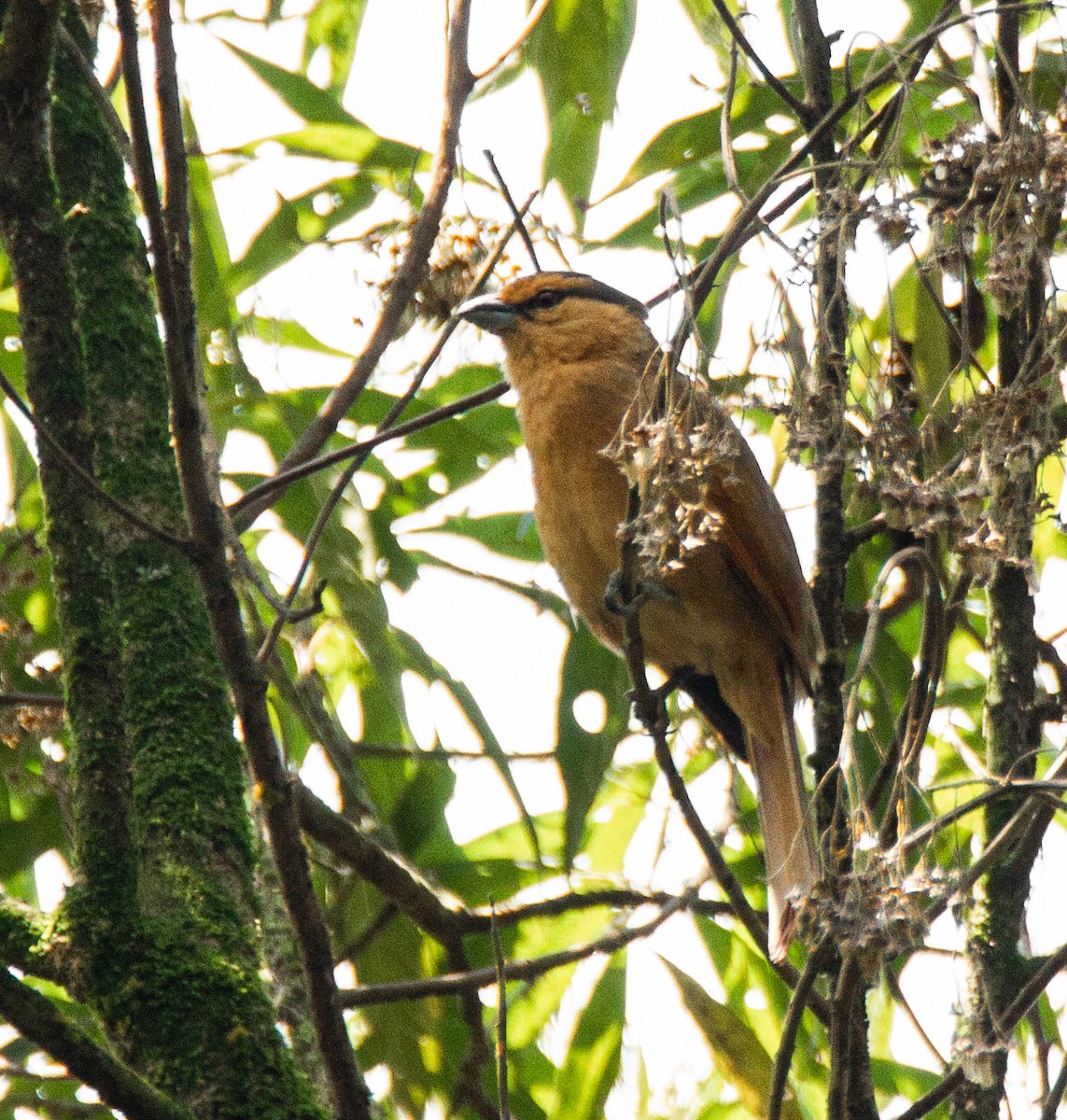 Brown Tanager - ML295566831