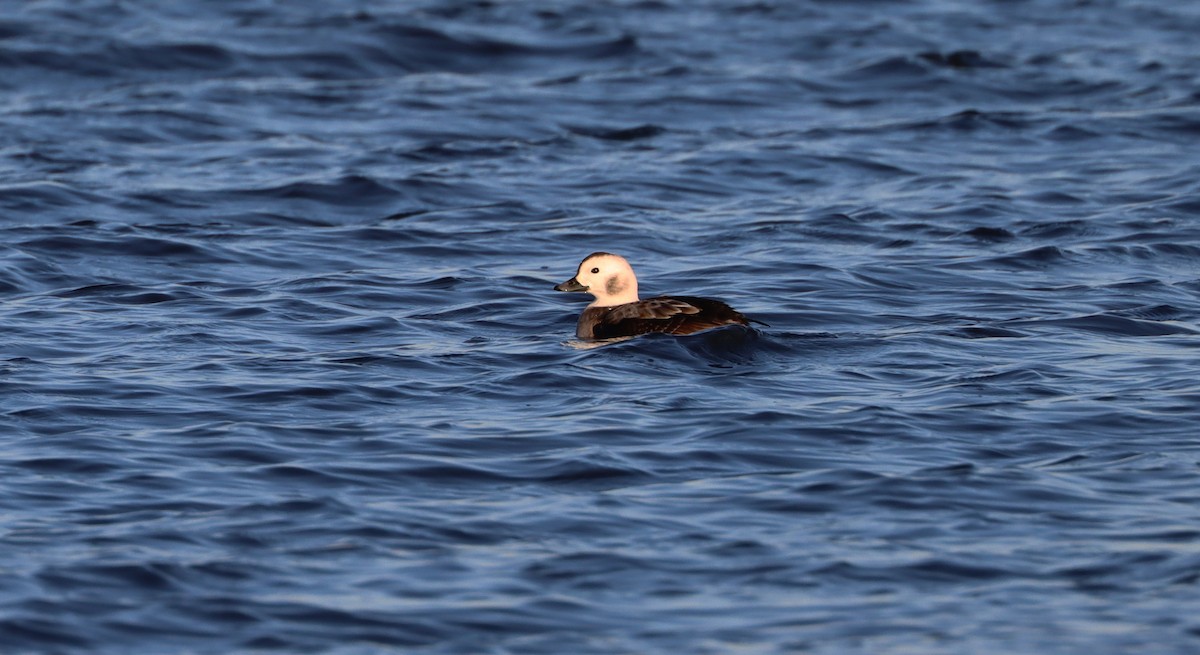 Long-tailed Duck - ML295567511