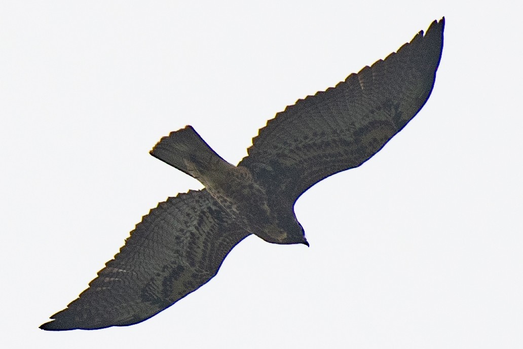 White-tailed Hawk - Daniel Hinckley