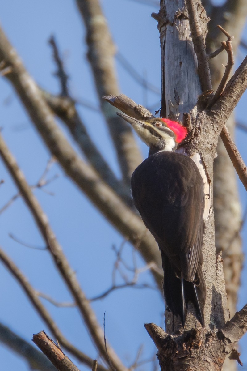Pileated Woodpecker - ML295568381