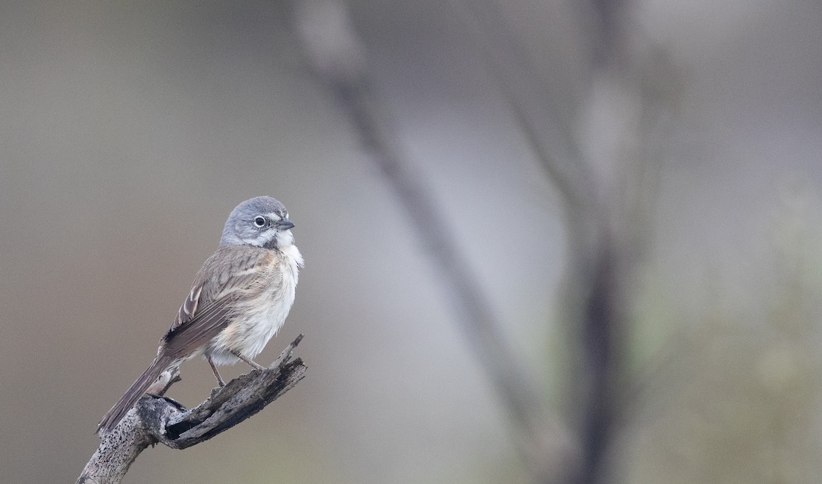 Bell's Sparrow (cinerea) - ML295572101