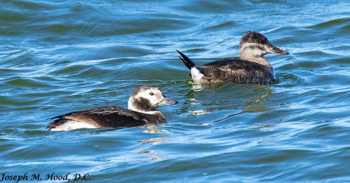 Long-tailed Duck - ML295573421