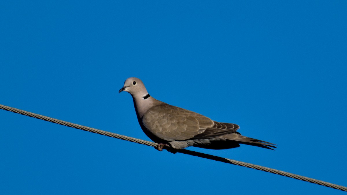 Eurasian Collared-Dove - Mark Terry
