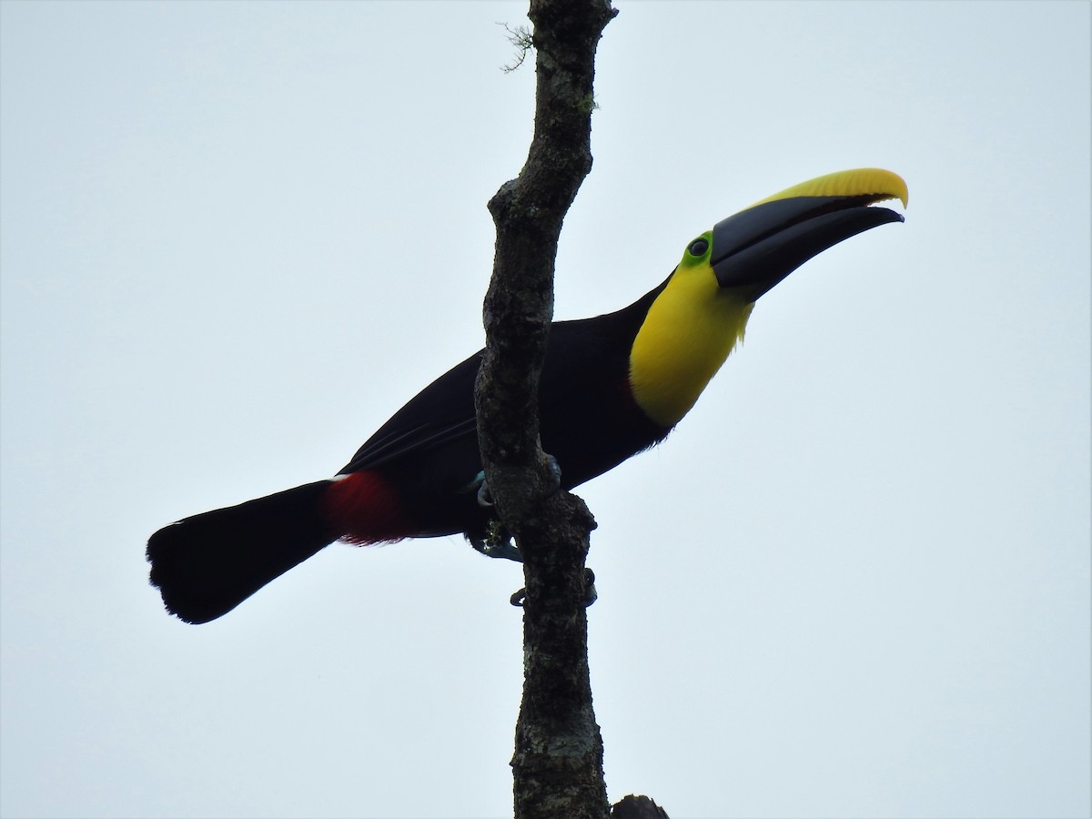 Yellow-throated Toucan - Jorge L. Peña
