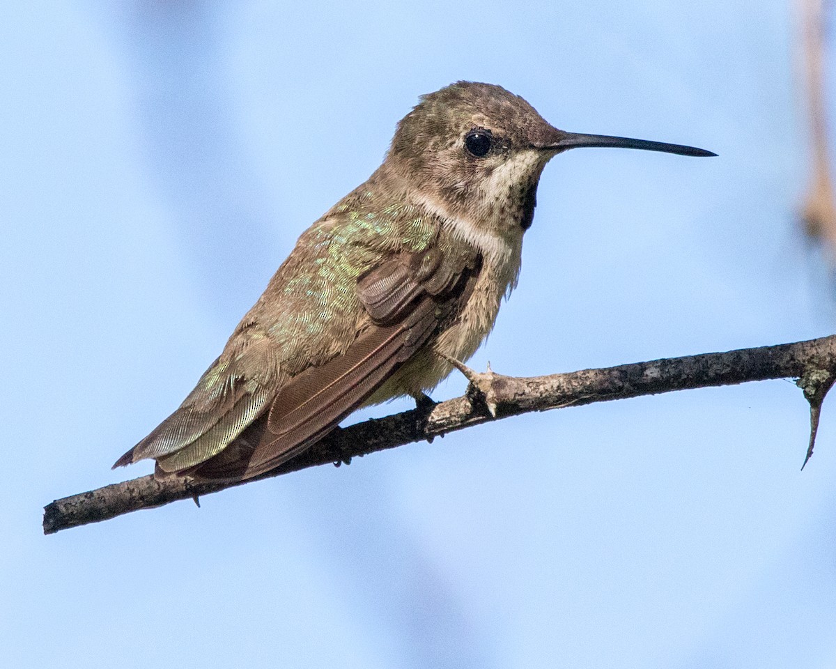 Black-chinned Hummingbird - Pam Koepf