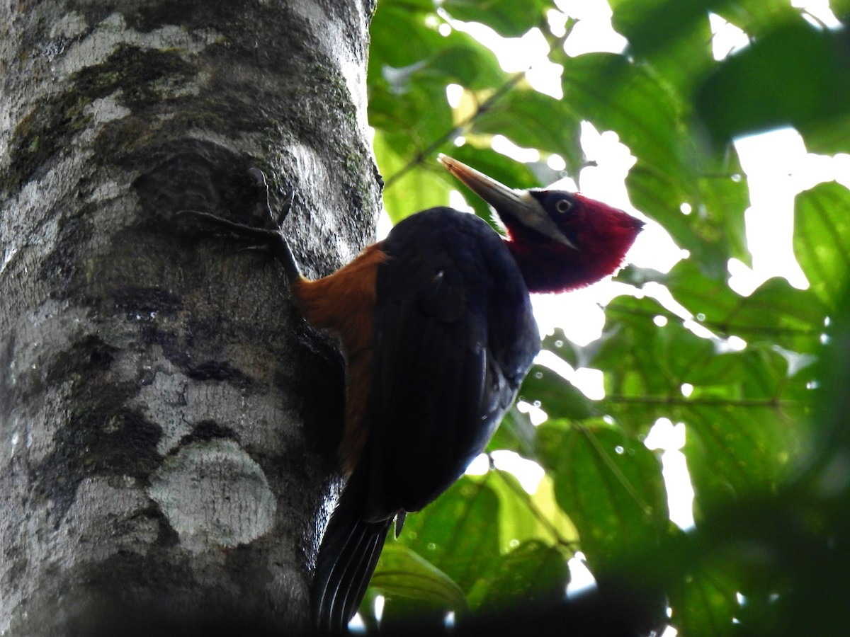 Red-necked Woodpecker - Jorge L. Peña