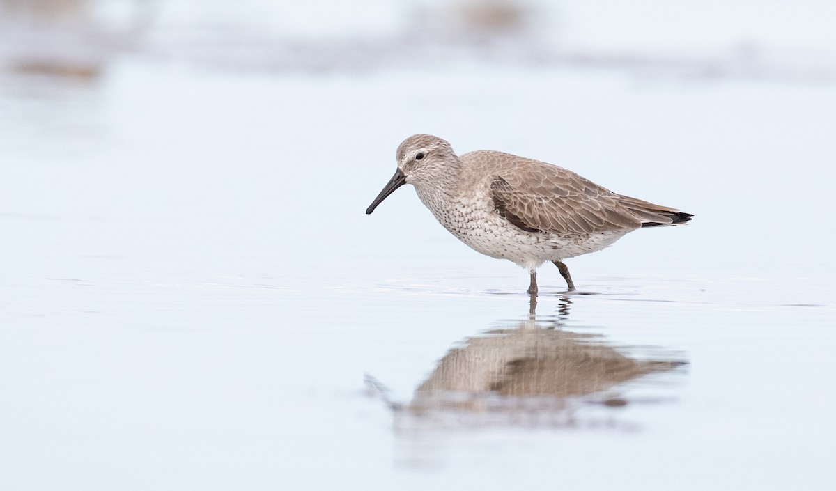 Red Knot - ML295579951