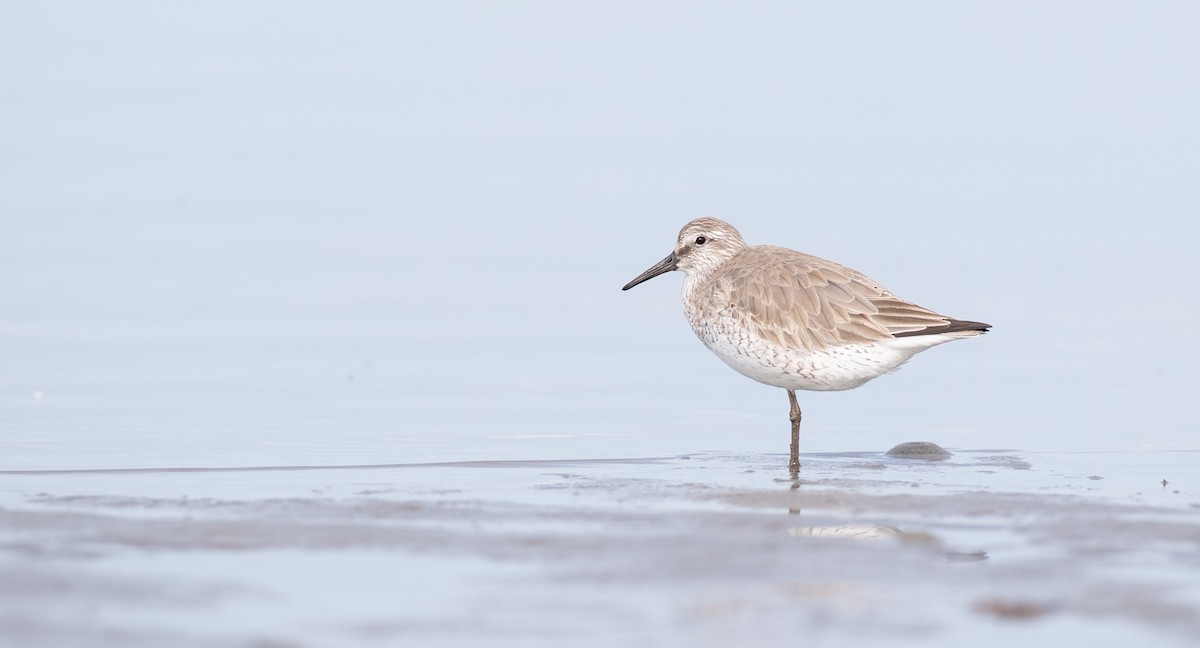 Red Knot - ML295580041