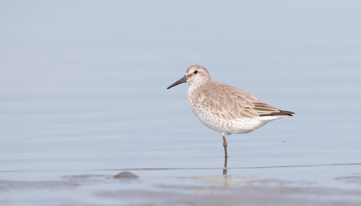 Red Knot - ML295580071