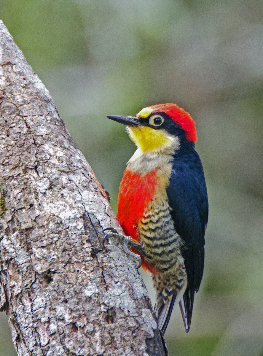 Yellow-fronted Woodpecker - ML295580221