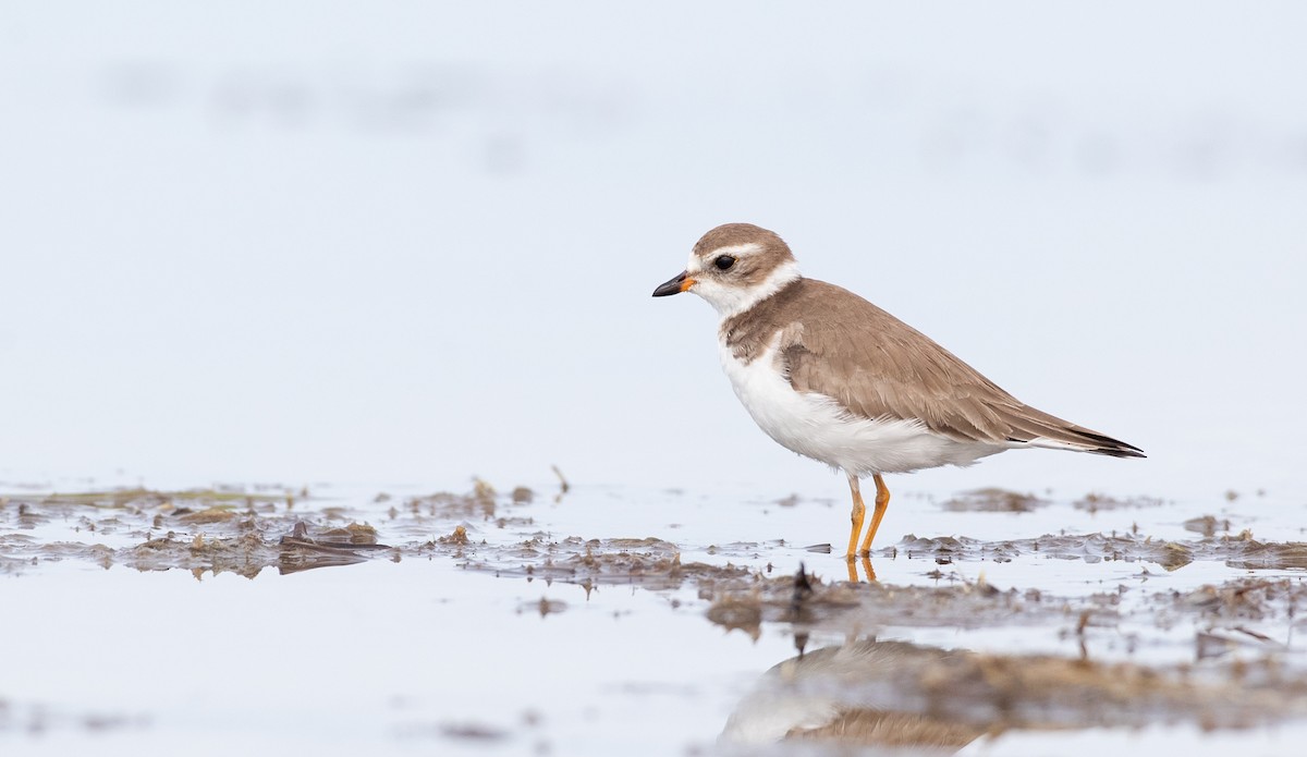 Semipalmated Plover - ML295580341