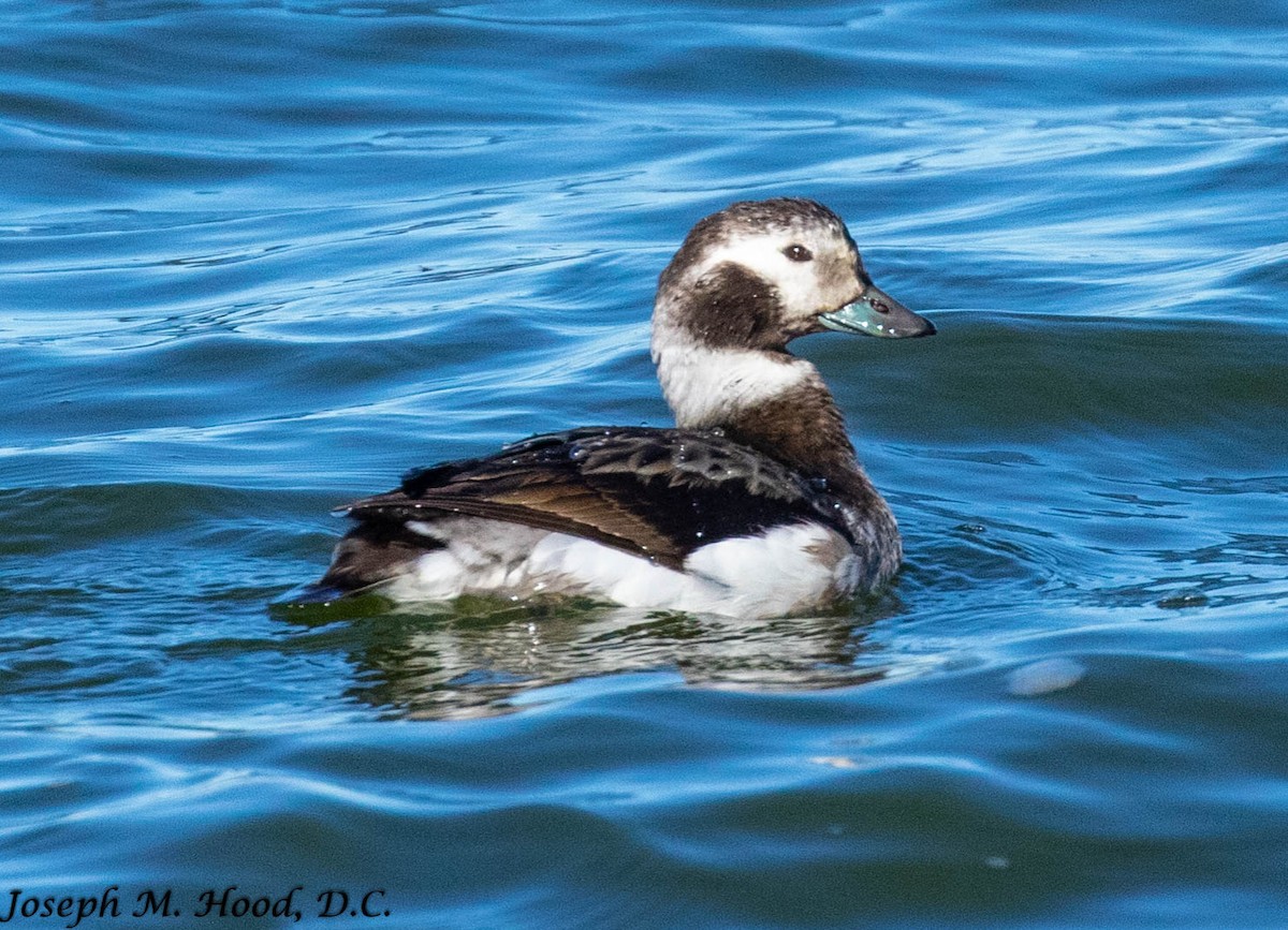 Long-tailed Duck - ML295582061