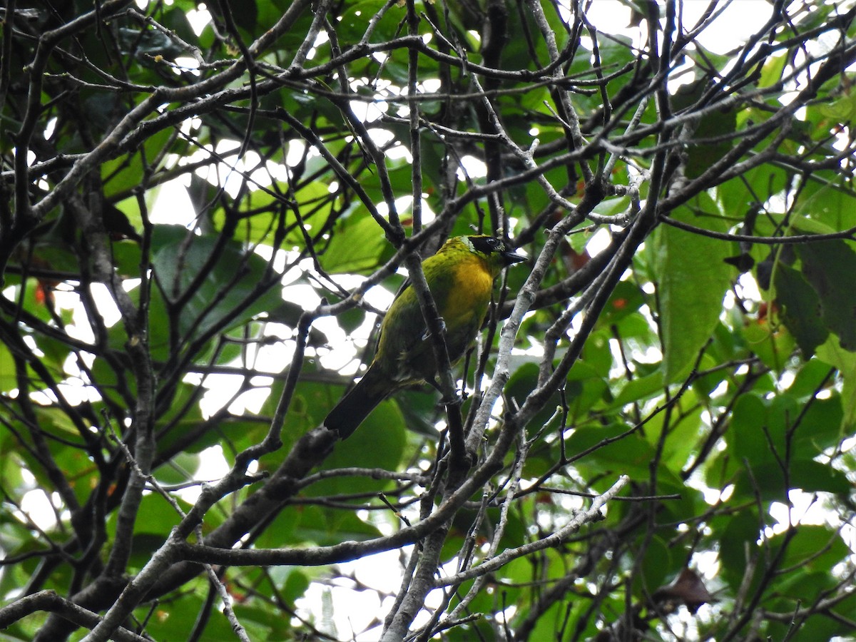 Green-and-gold Tanager - ML295582721