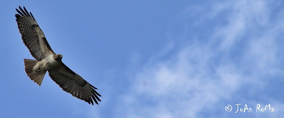 Red-tailed Hawk - Antonio Robles