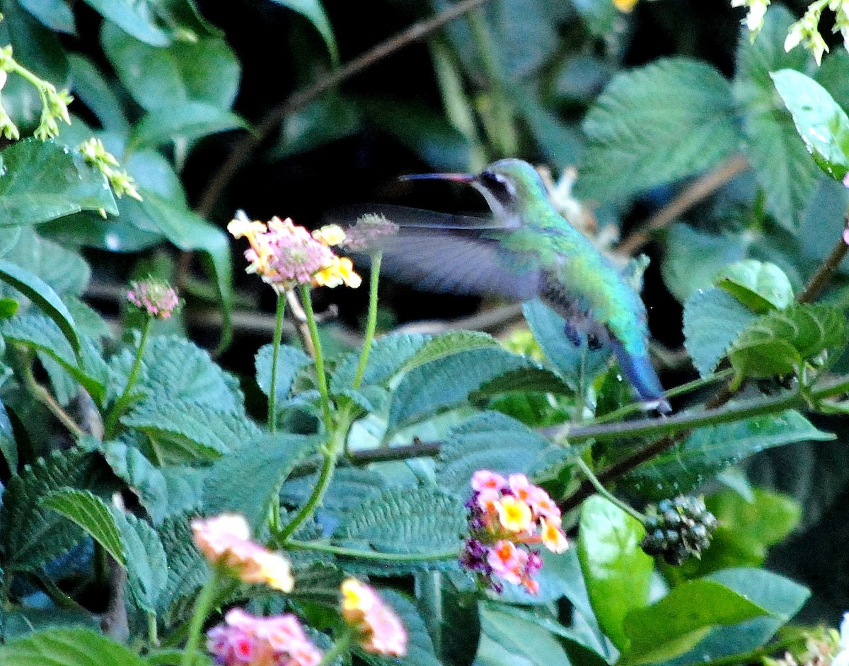 kolibřík lesklobřichý - ML295585251