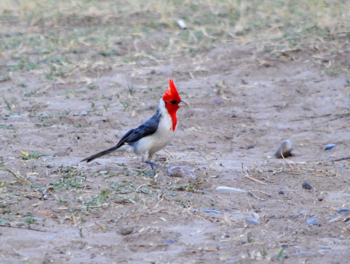 Red-crested Cardinal - ML295588031