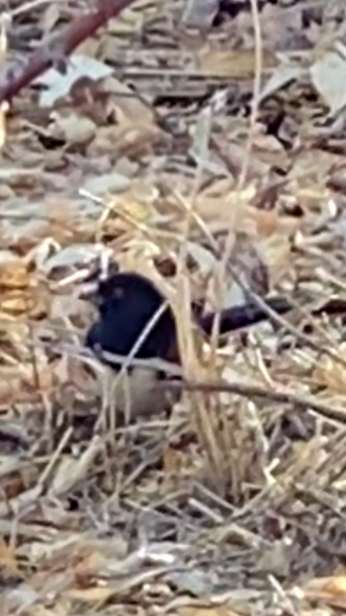 Spotted Towhee - ML295590301