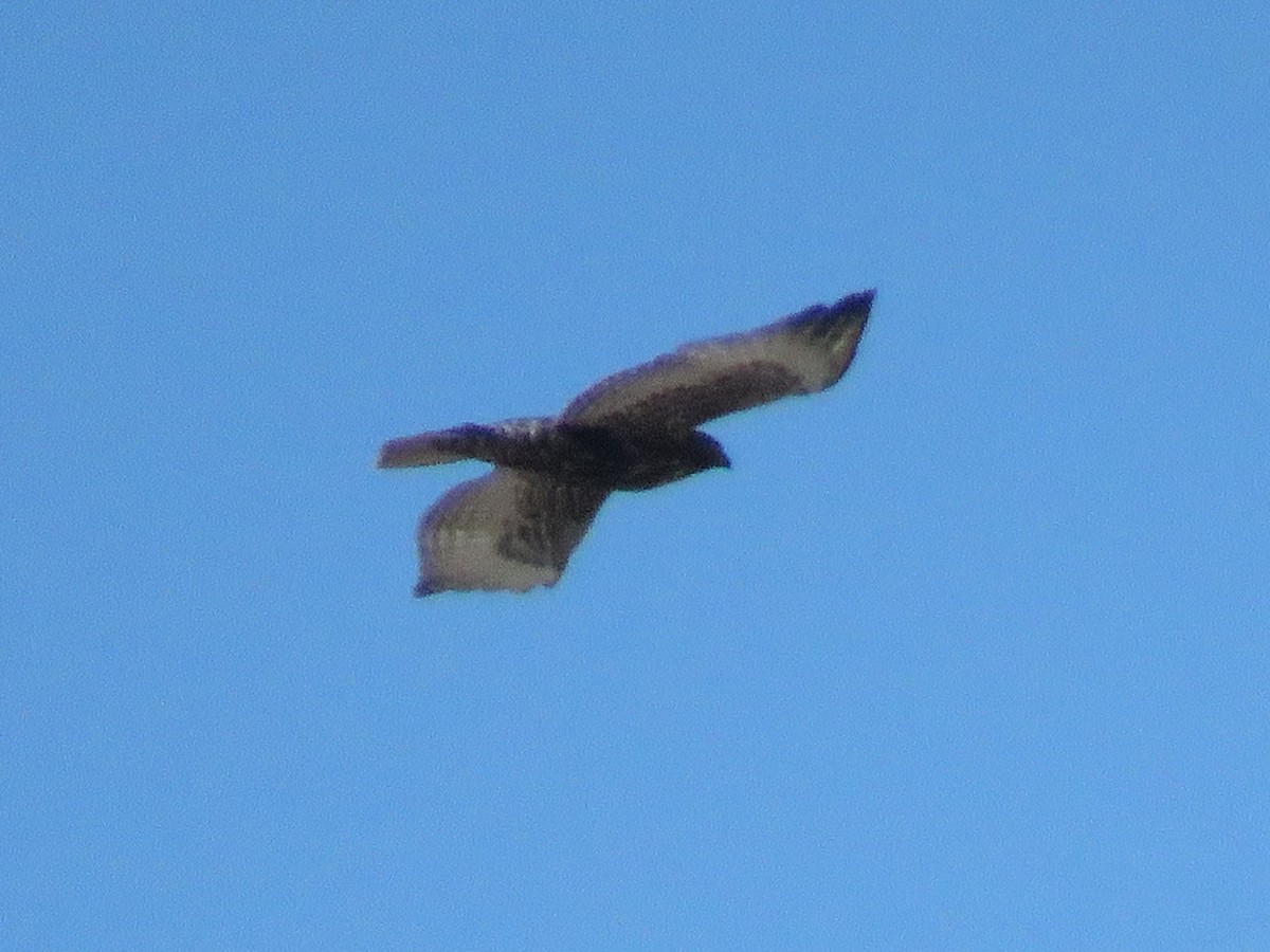 Red-tailed Hawk (Harlan's) - ML295594441