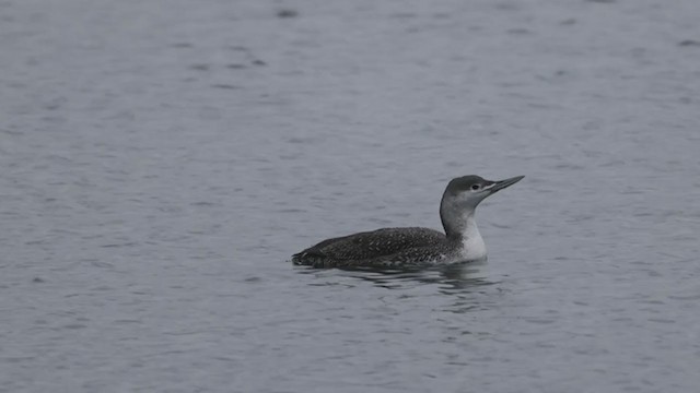 Red-throated Loon - ML295595981