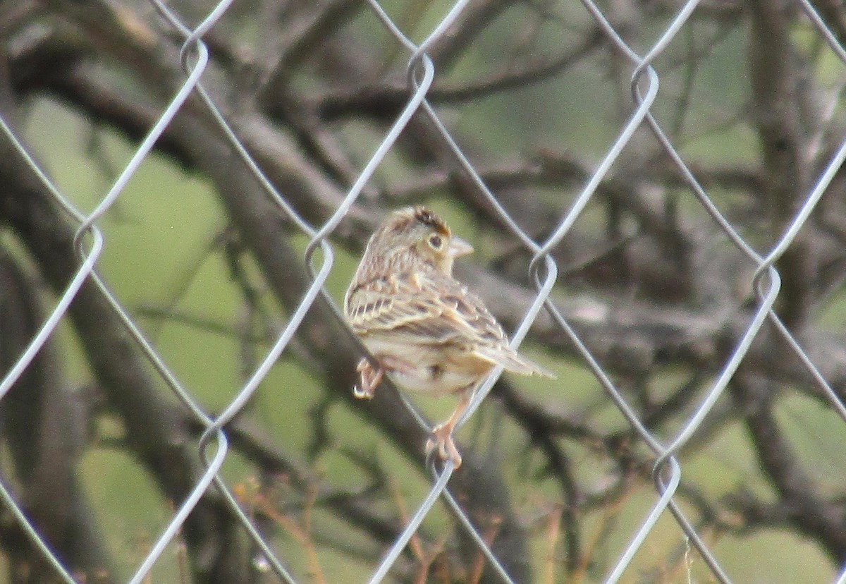 Grasshopper Sparrow - ML295599381