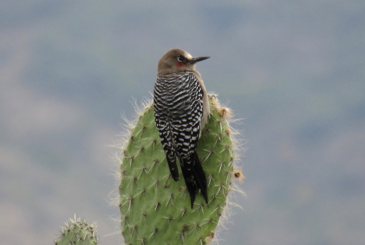 Gray-breasted Woodpecker - ML295599721