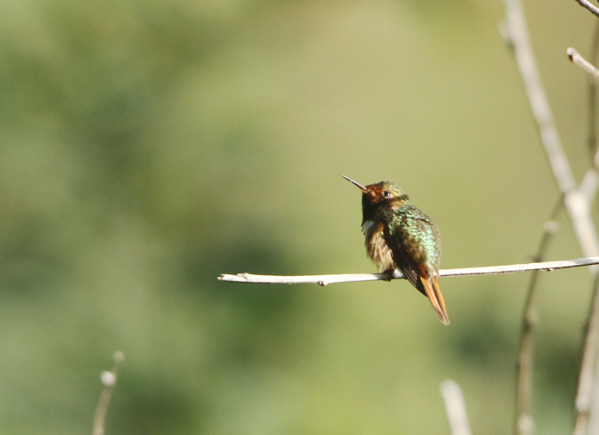 Scintillant Hummingbird - ML29560051