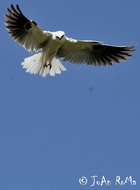 White-tailed Kite - Antonio Robles