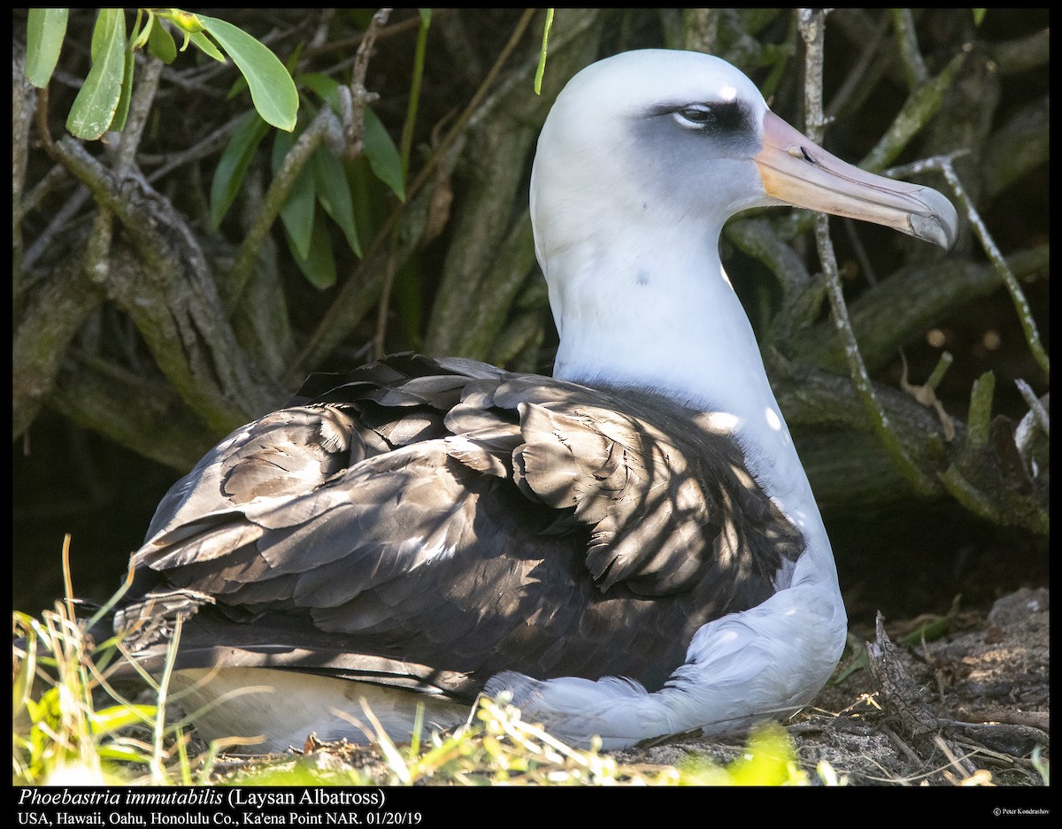 albatros laysanský - ML295616011