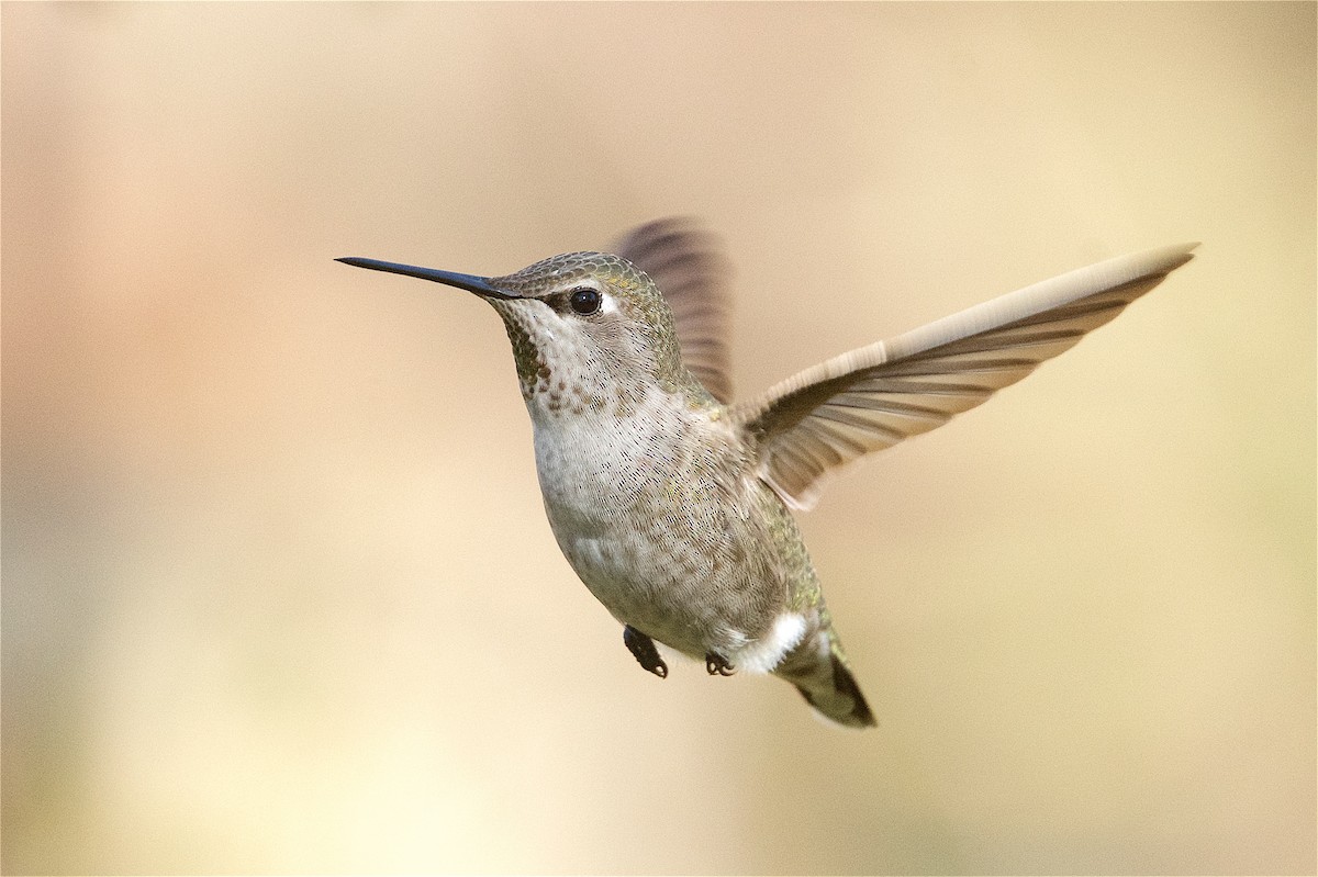 Anna's Hummingbird - Harlan Stewart