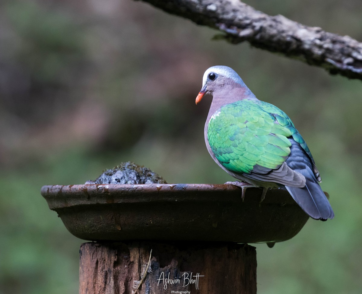 Asian Emerald Dove - Ashwini Bhatt