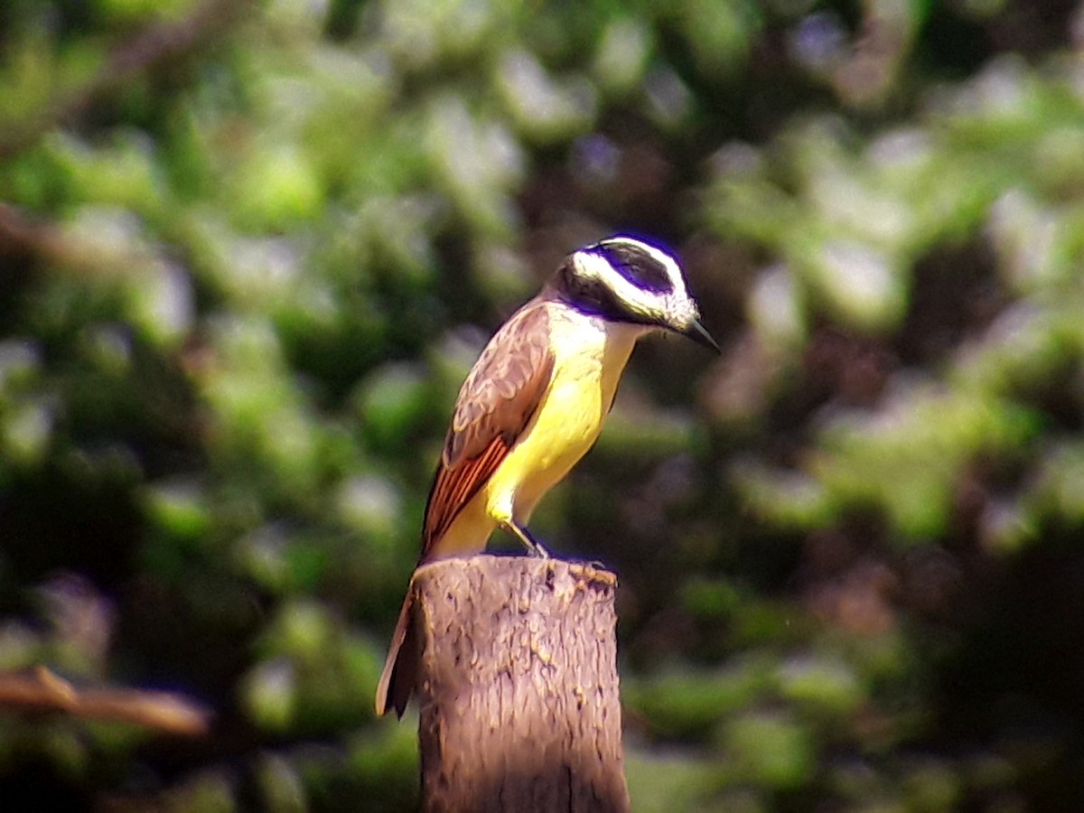 Great Kiskadee - Benjamin Rivera Birding Tour Guide