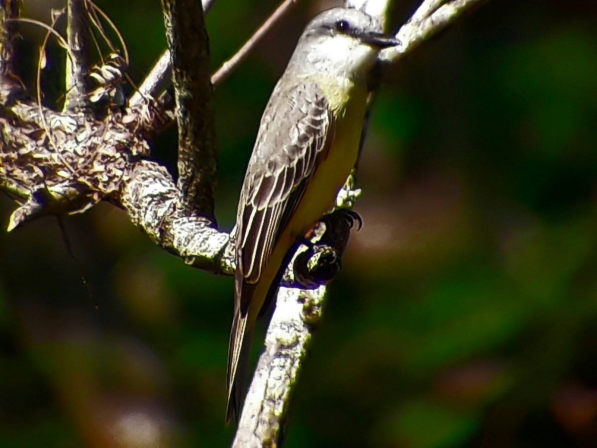 Tropical Kingbird - Benjamin Rivera Birding Tour Guide