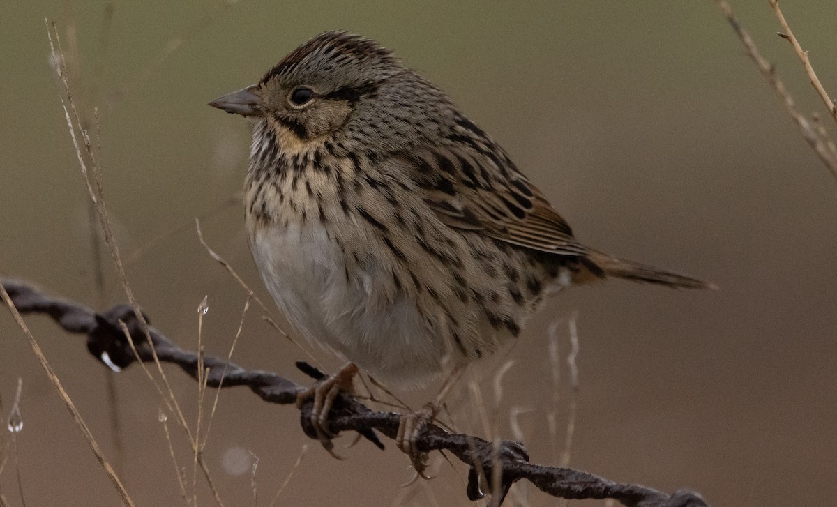Lincoln's Sparrow - Liam Huber