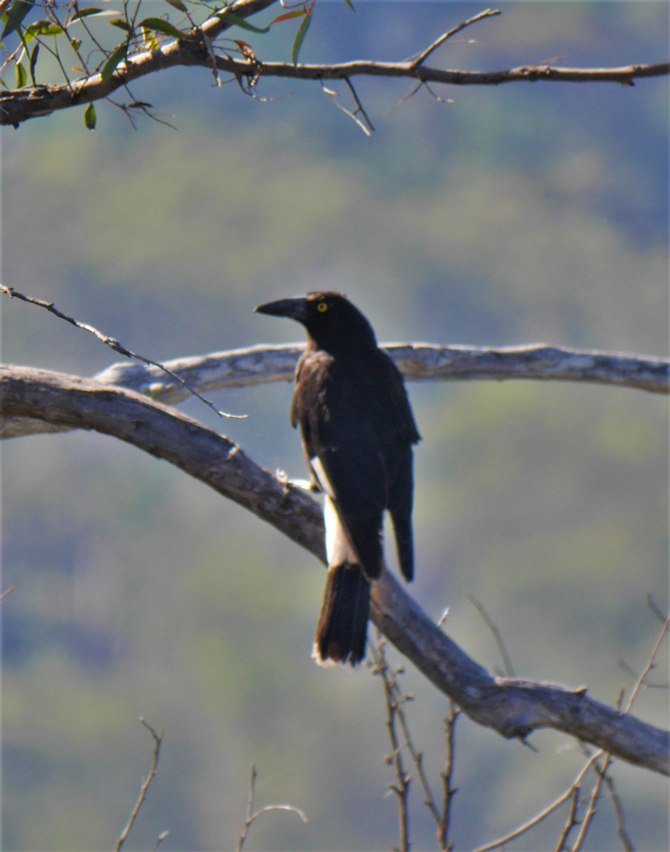 Pied Currawong - ML295629331