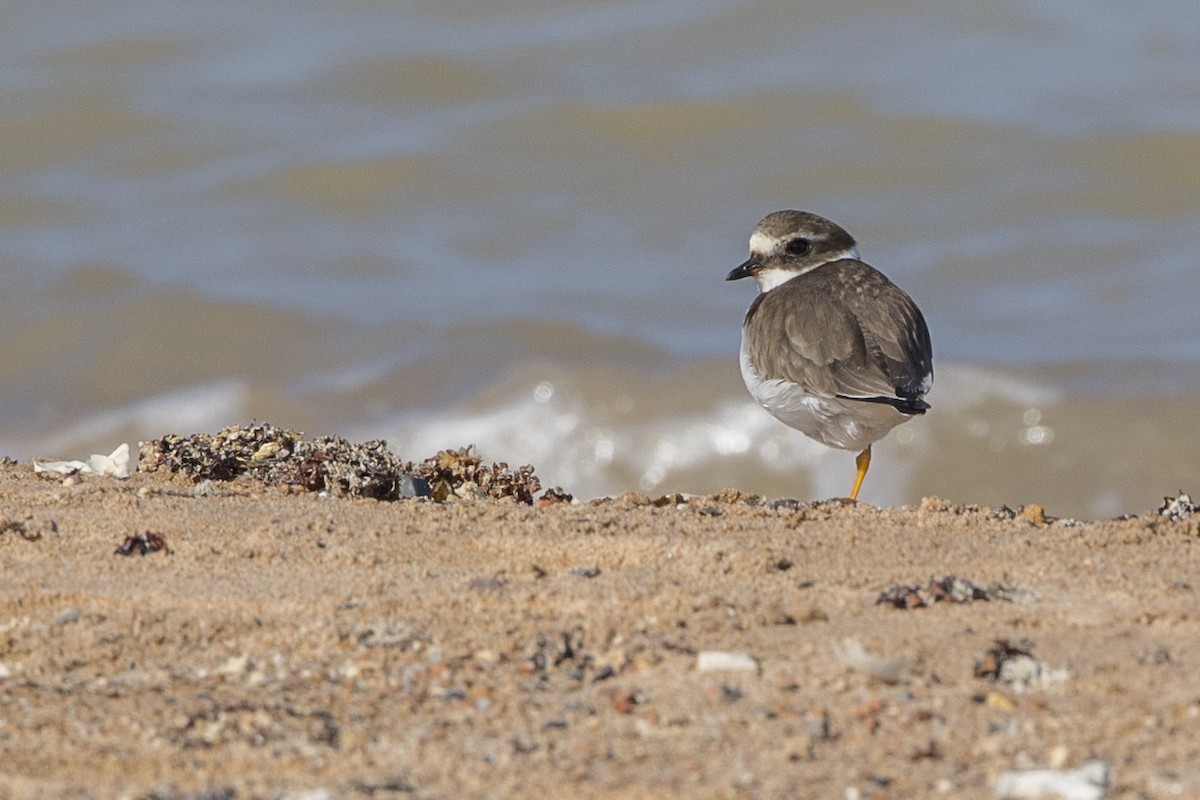 Common Ringed Plover - ML295631571