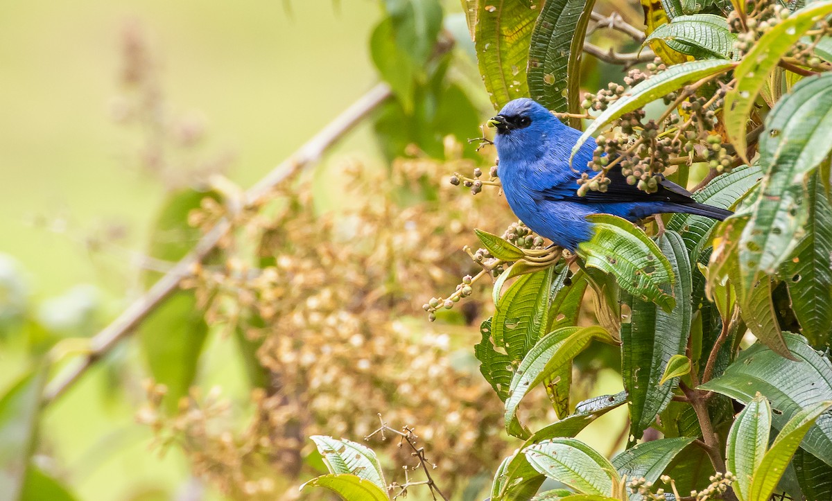Blue-and-black Tanager - ML295634471