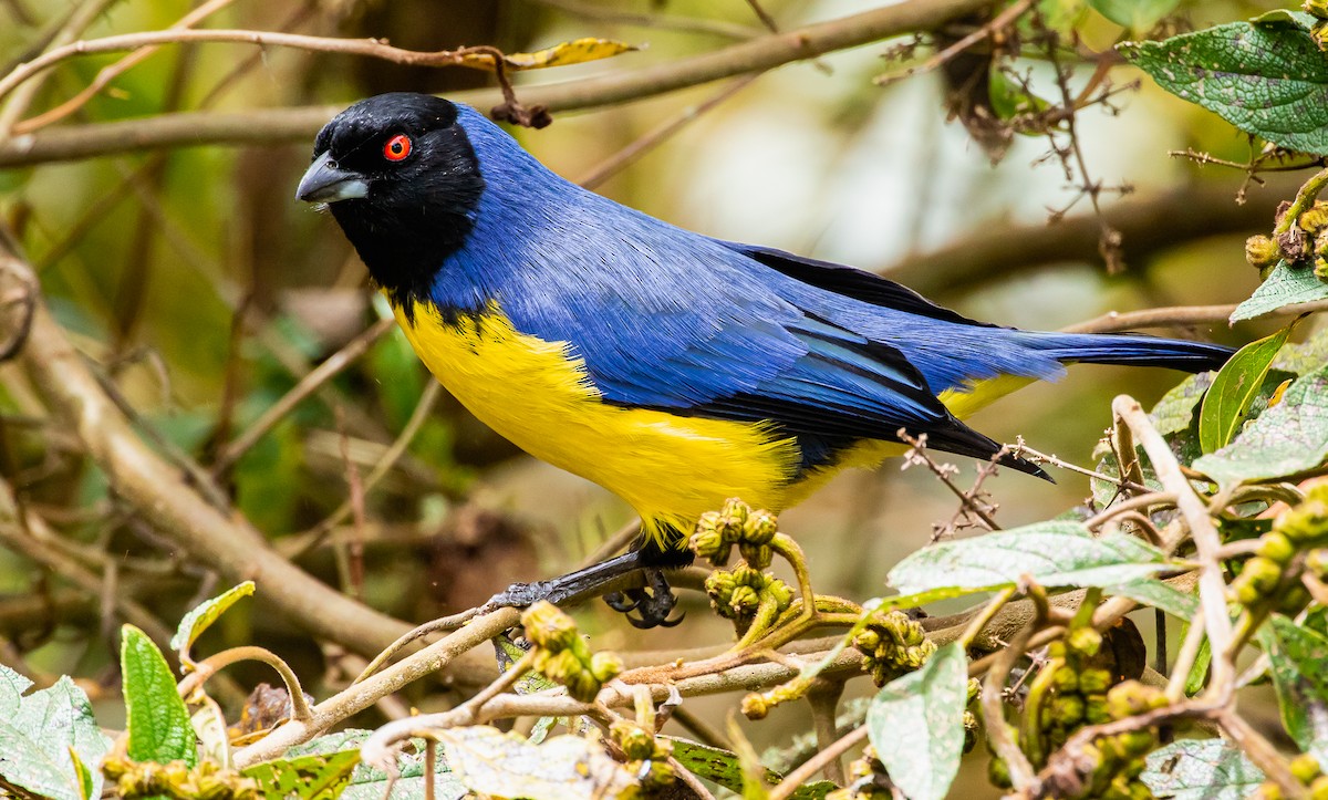 Hooded Mountain Tanager - ML295634691
