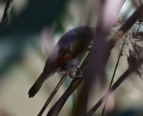 Black-headed Penduline-Tit - Remiz macronyx - Media Search