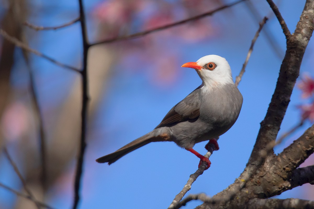 White-headed Bulbul - ML295640531