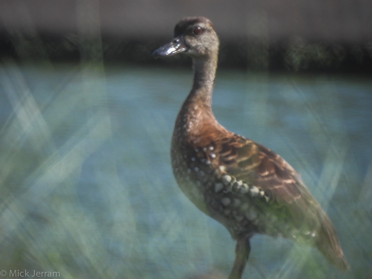 Spotted Whistling-Duck - ML295643111