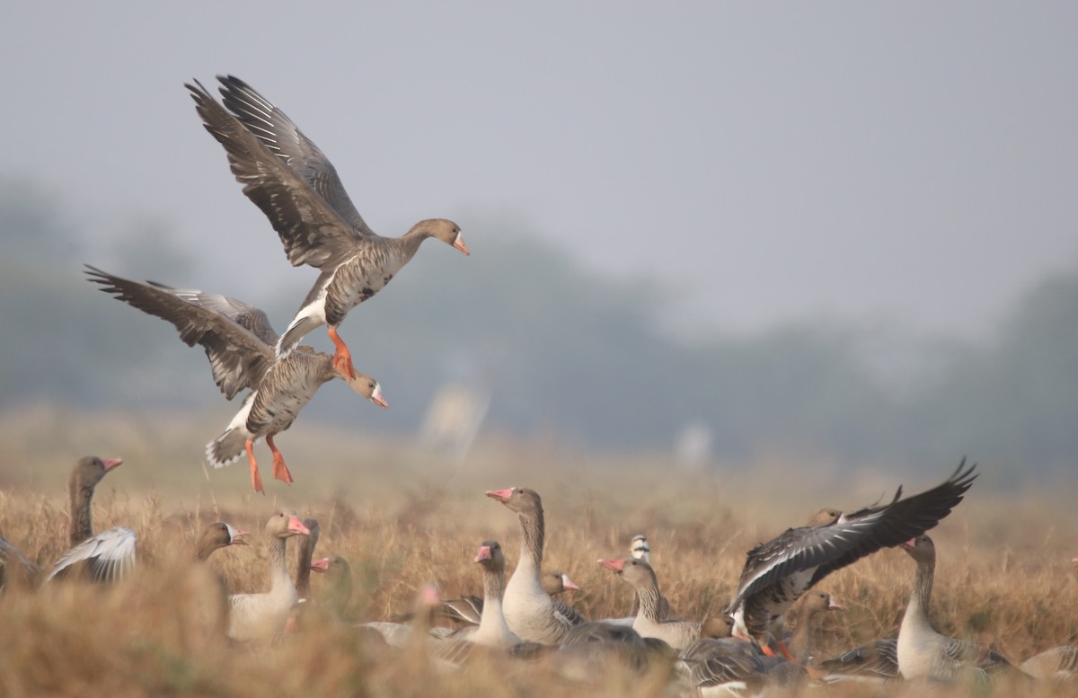 Greater White-fronted Goose - Vyom Vyas