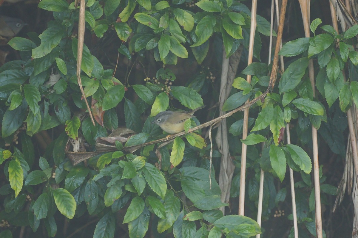 Morrison's Fulvetta - ML295648321