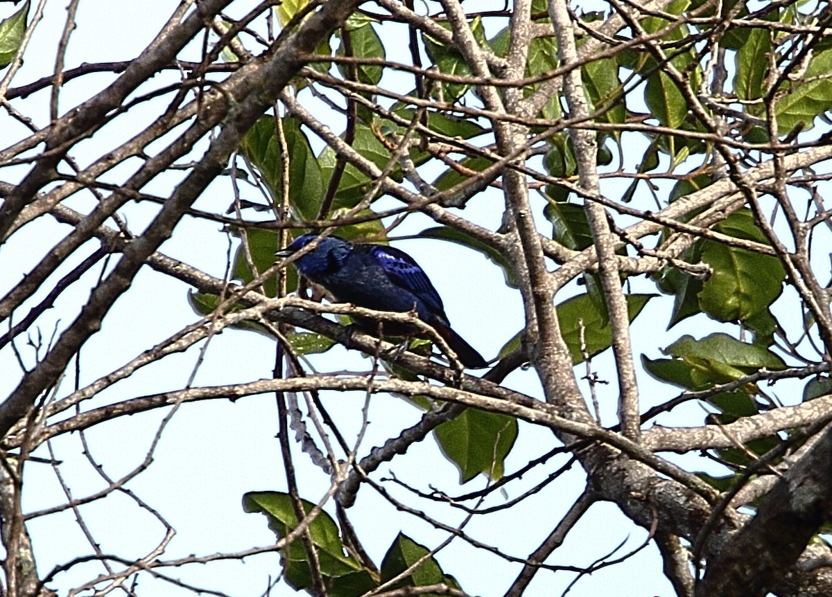 Opal-rumped Tanager - ML295650001